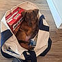 Stormy Faye is registered to the contest to win money with this photo: puppy, dog, bag, milk_bone, wooden_floor, indoor, pet, brown, canvas_bag, box, tote_bag, flooring, animal, small_dog, blur, cozy, cute, container, domestic, playful