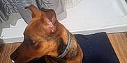 Stormy Faye is registered to the contest to win money with this photo: dog, brown_dog, pet, indoor, bathroom, shower, shower_curtain, mat, wooden_floor, tile_wall, soap_bottle, collar, sitting, looking_away, curious, ears_up, small_dog, floor, home, domestic