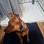 dog, brown_dog, pet, indoor, bathroom, shower, shower_curtain, mat, wooden_floor, tile_wall, soap_bottle, collar, sitting, looking_away, curious, ears_up, small_dog, floor, home, domestic