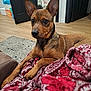 animal, bed, blanket, brown_dog, comfort, couch, curious, dog, door, ears, floor, furniture, indoor, looking, pet, quilt, relaxing, room, rug, wood_floor