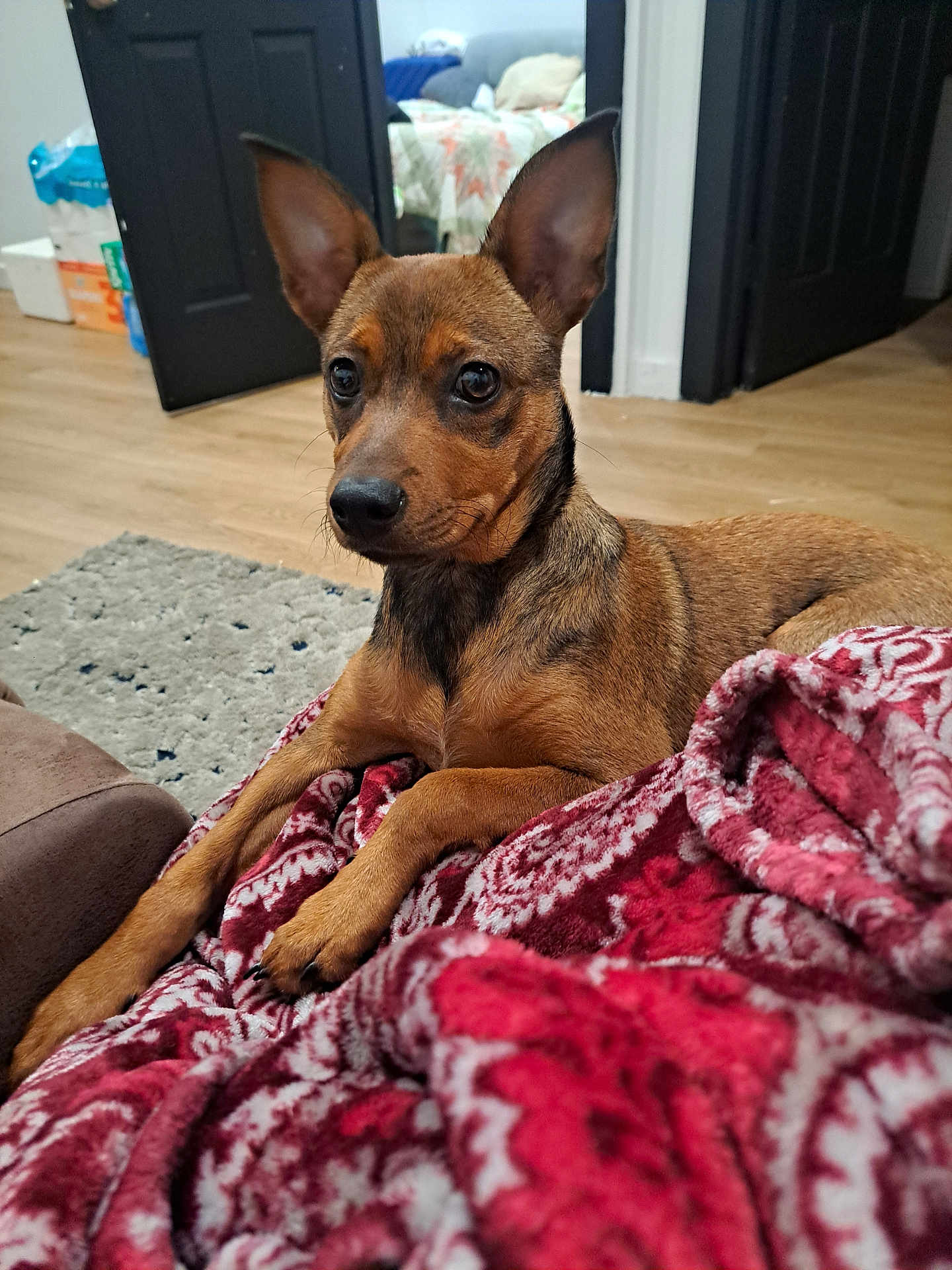 Stormy Faye joined the competition — help win amazing prizes! dog, brown_dog, blanket, indoor, floor, rug, door, bed, quilt, couch, animal, pet, ears, wood_floor, comfort, relaxing, curious, looking, furniture, room
