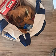 Stormy Faye joined the competition — help win amazing prizes! puppy, dog, tote_bag, milk_bone, floor, wooden_floor, collar, pet_treats, indoor, shoes, brown_dog, canvas_bag, curious, blurry, pet, container, household, footwear, close_up, animal