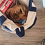 puppy, dog, tote_bag, milk_bone, floor, wooden_floor, collar, pet_treats, indoor, shoes, brown_dog, canvas_bag, curious, blurry, pet, container, household, footwear, close_up, animal