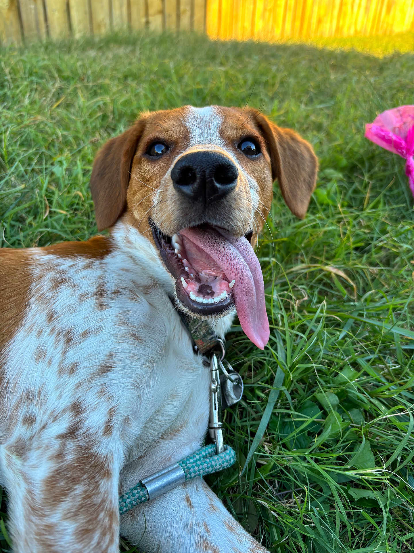 Duck joined the competition — help win amazing prizes! animal, brown_and_white, canine, cheerful, close_up, collar, dog, ears, fence, grass, happy, leash, lying_down, nature, outdoor, pet, playful, summer, sunlight, tongue_out