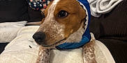 Duck is registered to the contest to win money with this photo: animal, blanket, brown_and_white, costume, couch, cozy, curtains, cute, dog, domestic, fur, hoodie, indoor, living_room, looking_away, paws, pet, relaxed, shark, soft_texture