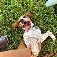 Duck is registered to the contest to win money with this photo: brown_and_white, canine, cheerful, collar, dog, ear, fur, grass, happy, leash, mouth_open, nature, nose, outdoors, paw, person_hand, pet, playful, summer, tongue_out