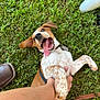 brown_and_white, canine, cheerful, collar, dog, ear, fur, grass, happy, leash, mouth_open, nature, nose, outdoors, paw, person_hand, pet, playful, summer, tongue_out