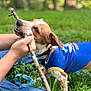 Duck is registered to the contest to win money with this photo: animal, blue_shirt, casual, closeup, collar, dog, fun, grass, greenery, hand, happy, leash, nature, outdoor, person, pet, playful, stick, summer, tug_of_war