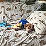 Duck joined the competition — help win amazing prizes! animal, blanket, blue_shirt, couch, cozy, cute, dog, domestic, fabric_pattern, fur, home, indoor, leash, nap, pet, plush_toy, puppy, relaxation, resting, sleeping
