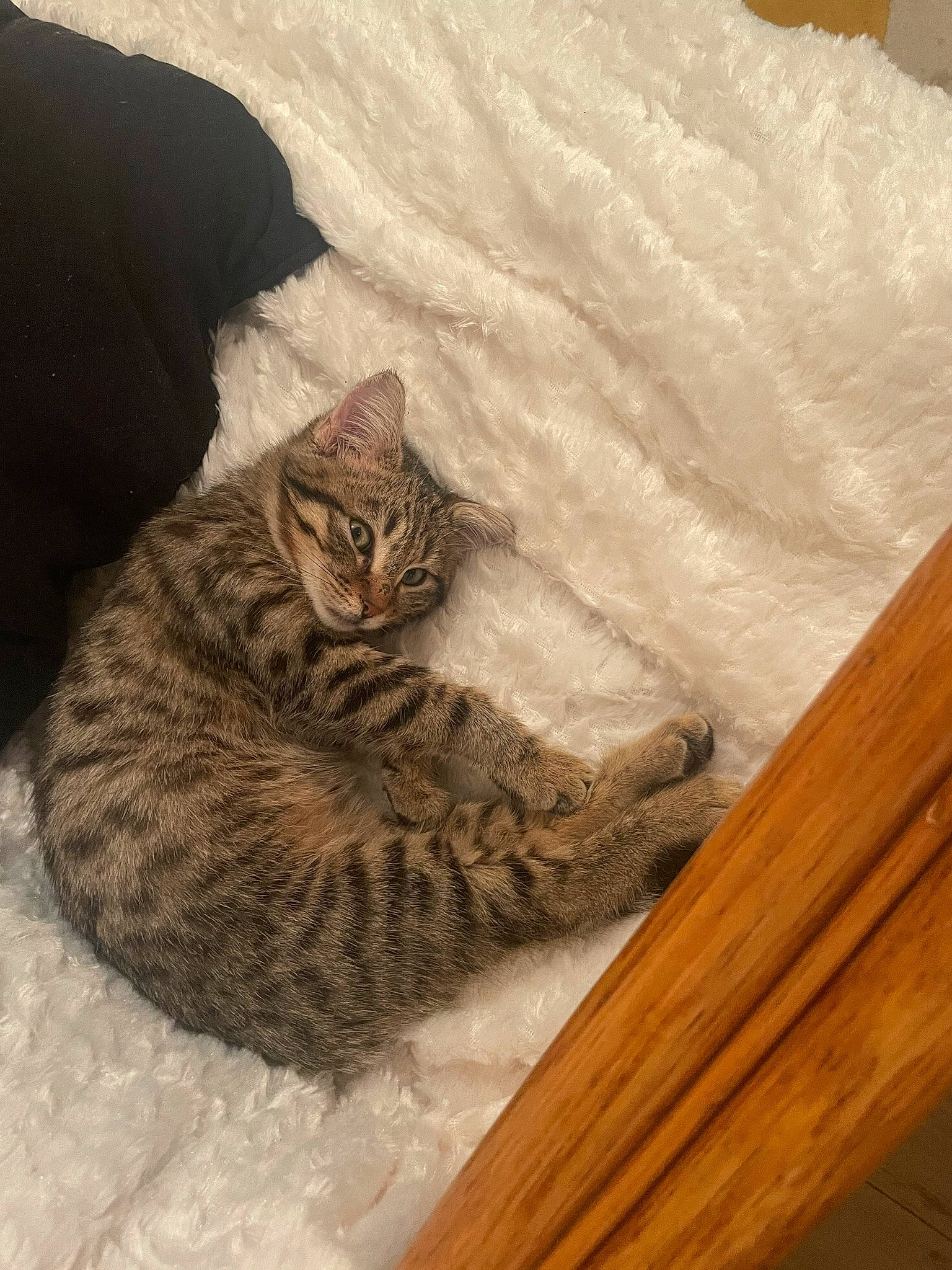 Padmé participe au concours pour gagner de l'argent avec cette photo : carnivore, cat, cat_bed, claw, comfort, domestic_short_haired_cat, felidae, fur, hardwood, pattern, paw, small_to_medium_sized_cats, snout, tail, terrestrial_animal, whiskers, wildlife, wood