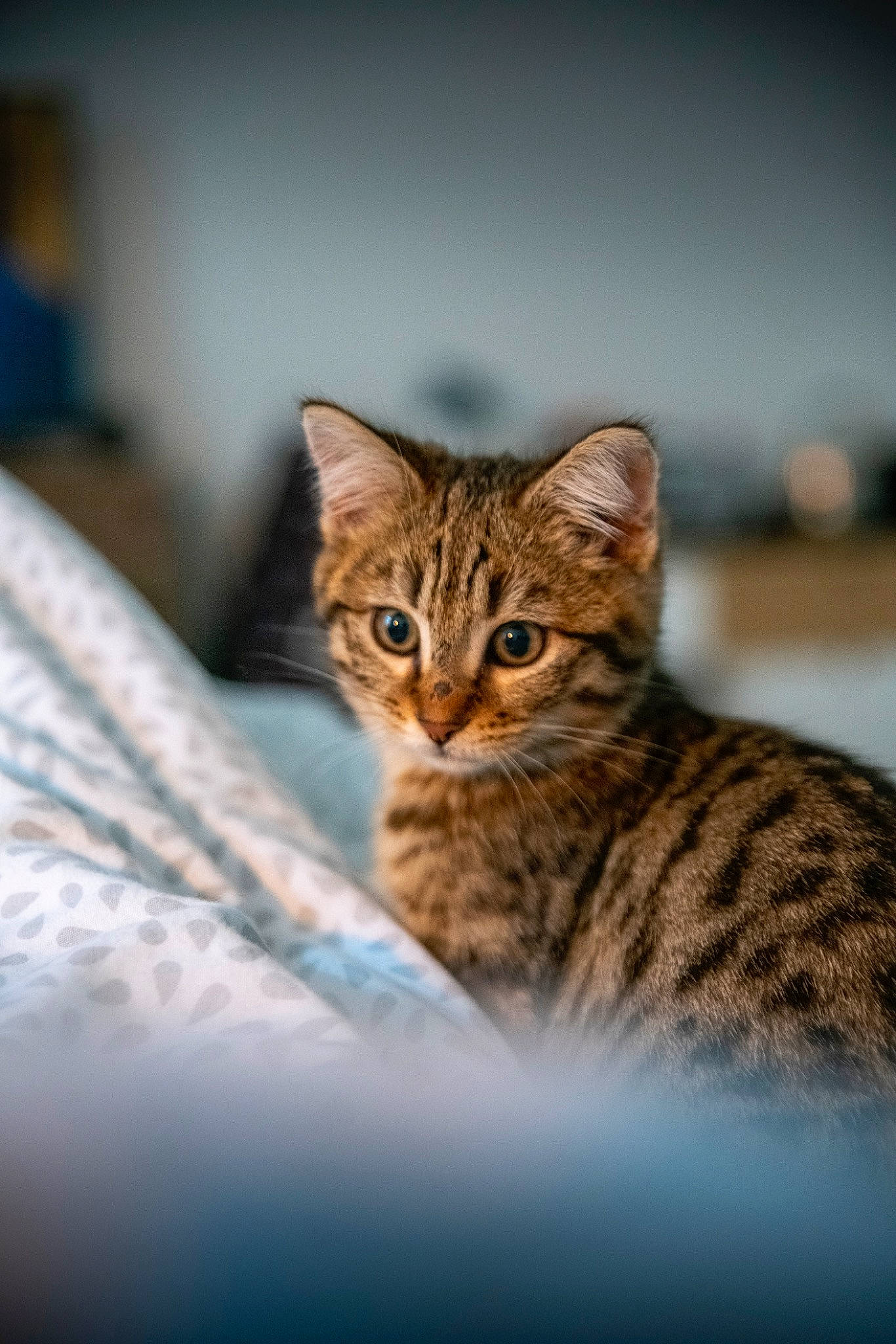 Padmé a rejoint le concours — aidez-le/la à gagner de superbes lots ! carnivore, cat, domestic_short_haired_cat, felidae, fur, iris, small_to_medium_sized_cats, snout, terrestrial_animal, whiskers, wildlife