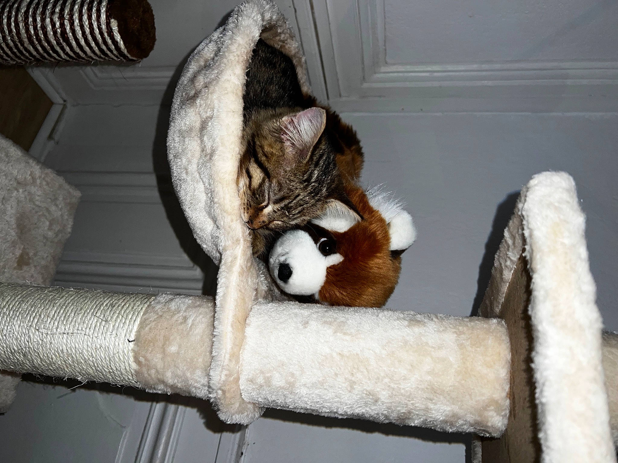 Padmé a rejoint le concours — aidez-le/la à gagner de superbes lots ! carnivore, cat, cat_supply, comfort, domestic_short_haired_cat, fawn, felidae, fur, hardwood, natural_material, room, small_to_medium_sized_cats, snout, tail, terrestrial_animal, toy, twig, whiskers, wildlife, wood