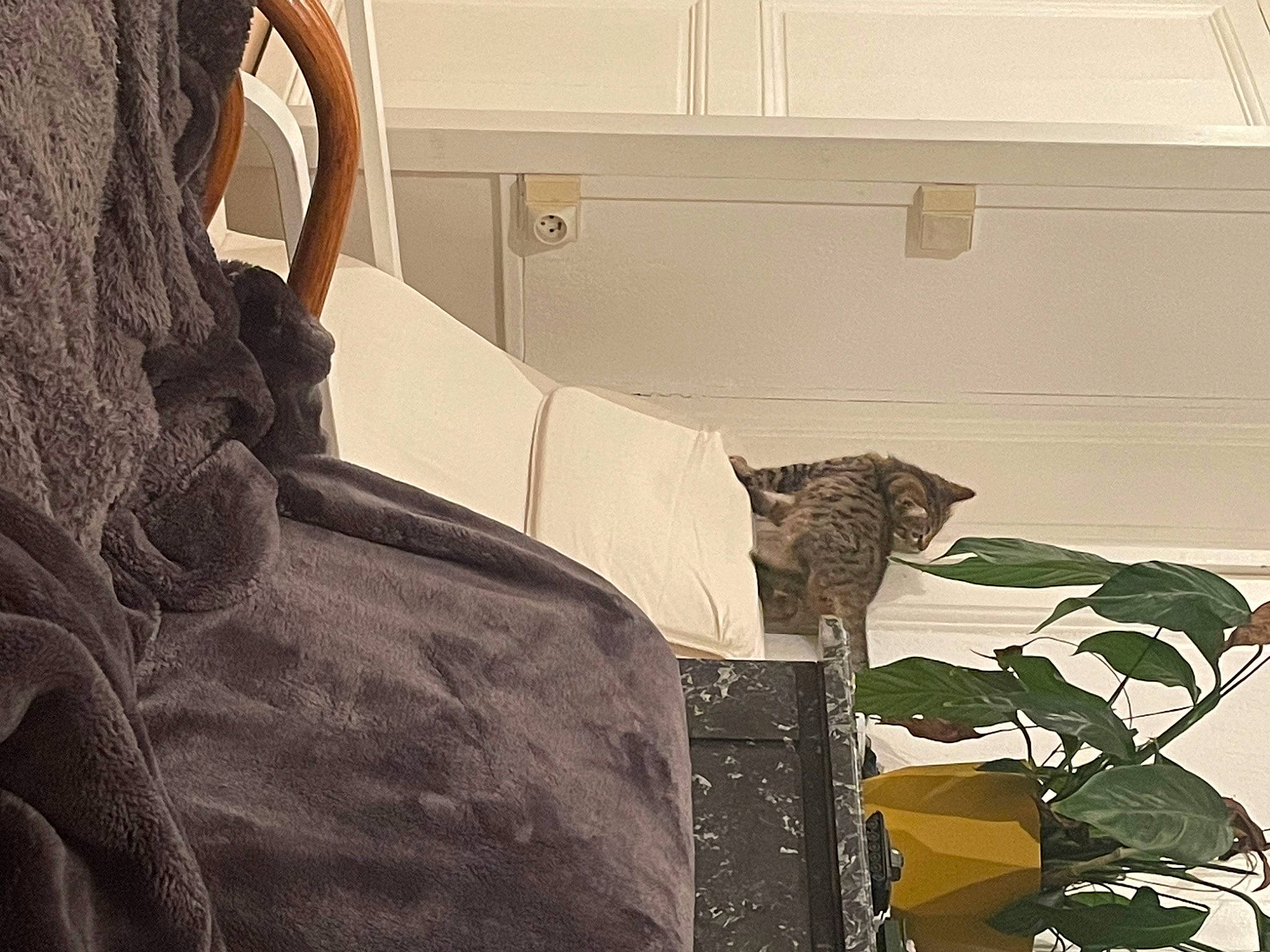 Padmé a rejoint le concours — aidez-le/la à gagner de superbes lots ! bag, bed_sheet, bedding, bedroom, comfort, couch, flooring, fur, grey, hardwood, linens, pattern, room, textile, tints_and_shades, vehicle_door, visual_arts, window, window_treatment, wood