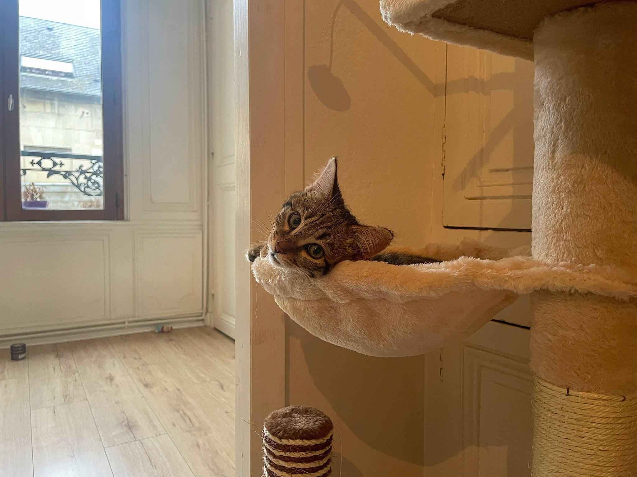 Padmé participe au concours pour gagner de l'argent avec cette photo : carnivore, cat, ceiling, domestic_short_haired_cat, felidae, floor, flooring, hardwood, house, molding, room, shelf, small_to_medium_sized_cats, tail, whiskers, window, window_covering, wood, wood_flooring, wood_stain