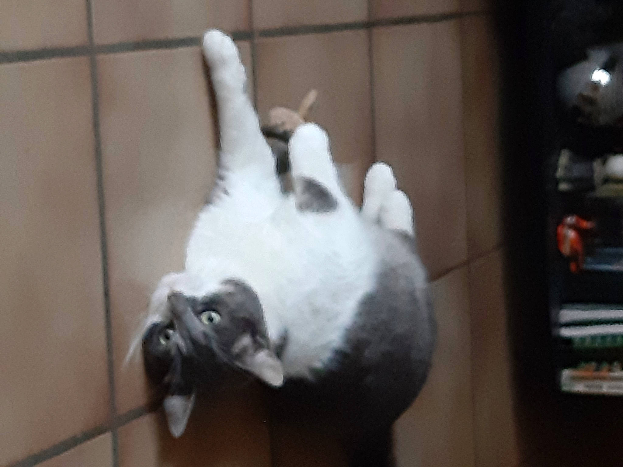 Grisou a rejoint le concours — aidez-le/la à gagner de superbes lots ! carnivore, cat, claw, companion_dog, dog_breed, door, ear, fawn, felidae, fur, monochrome_photography, paw, small_to_medium_sized_cats, snout, tail, whiskers