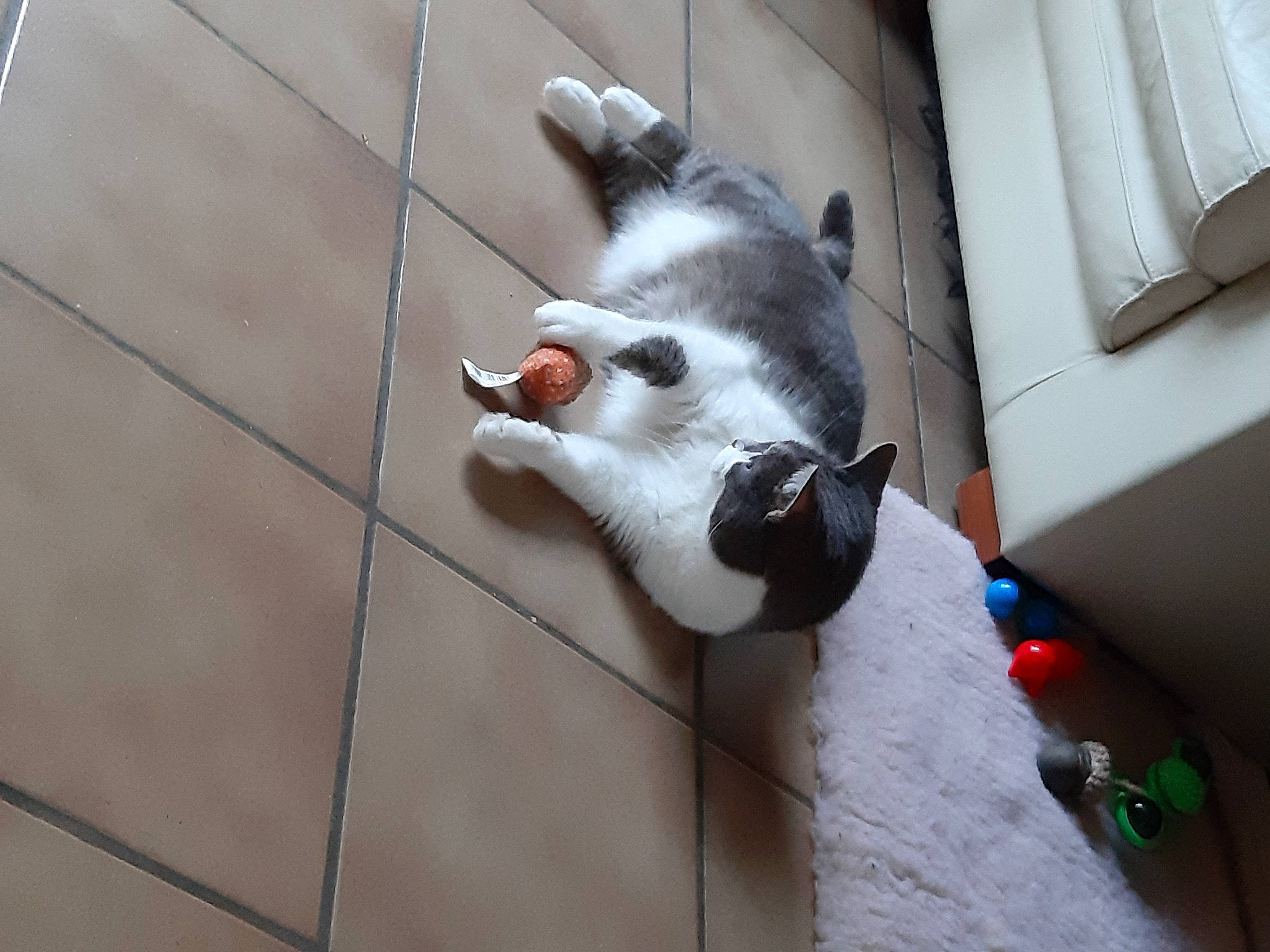 Grisou participe au concours pour gagner de l'argent avec cette photo : animal_shelter, canidae, carnivore, cat, companion_dog, dog_breed, domestic_short_haired_cat, fawn, felidae, flooring, fur, paw, small_to_medium_sized_cats, snout, sporting_group, tail, whiskers