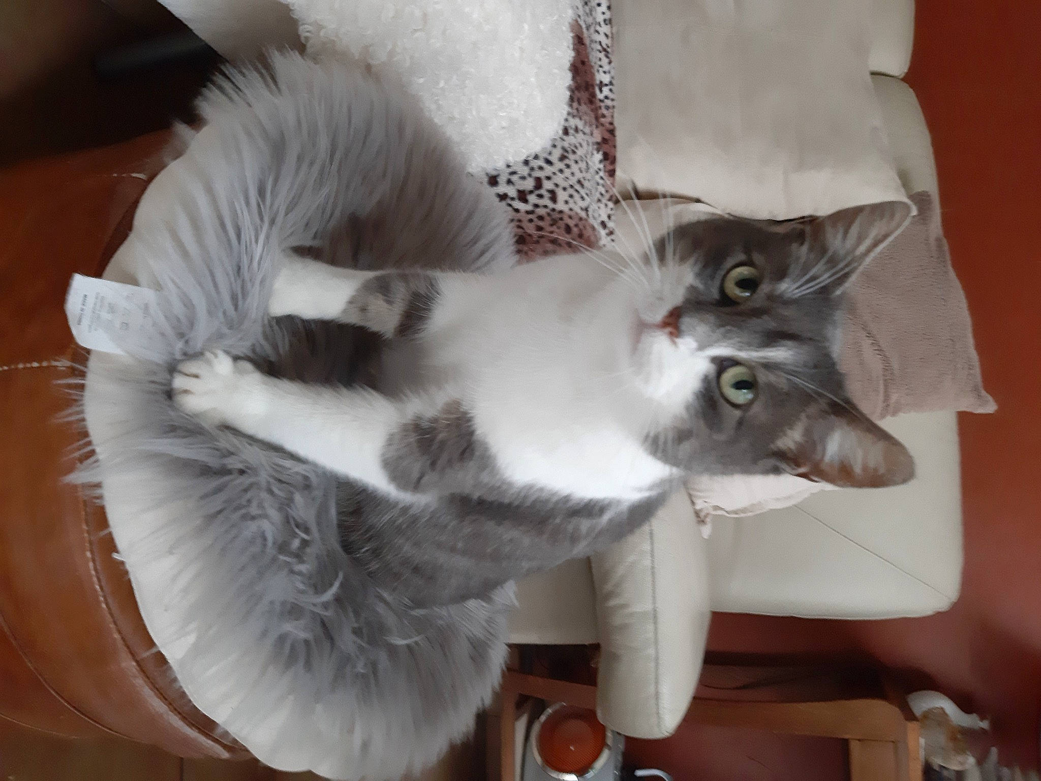 Grisou a rejoint le concours — aidez-le/la à gagner de superbes lots ! carnivore, cat, claw, comfort, domestic_short_haired_cat, ear, felidae, fur, grey, paw, small_to_medium_sized_cats, snout, tail, vertebrate, whiskers