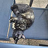 cat, tortoiseshell_cat, pet, animal, chair, outdoor, mesh_chair, blue_chair, feline, relaxed, playful, green_eyes, upside_down, paw, fur, texture, stone_patio, sunlight, resting, cute
