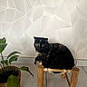 cat, tortoiseshell_cat, wooden_stool, plant, potted_plant, woven_basket, tile_floor, indoor, geometric_wall, white_wall, green_leaves, feline, pet, resting, looking_away, animal, small_furniture, home_interior, decor, relaxed