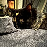 cat, tortoiseshell_cat, pet, blanket, fireplace, indoor, cozy, furniture, curtain, home, warm, relaxation, sleepy, furry, animal, resting, comfort, soft, closeup, mammal