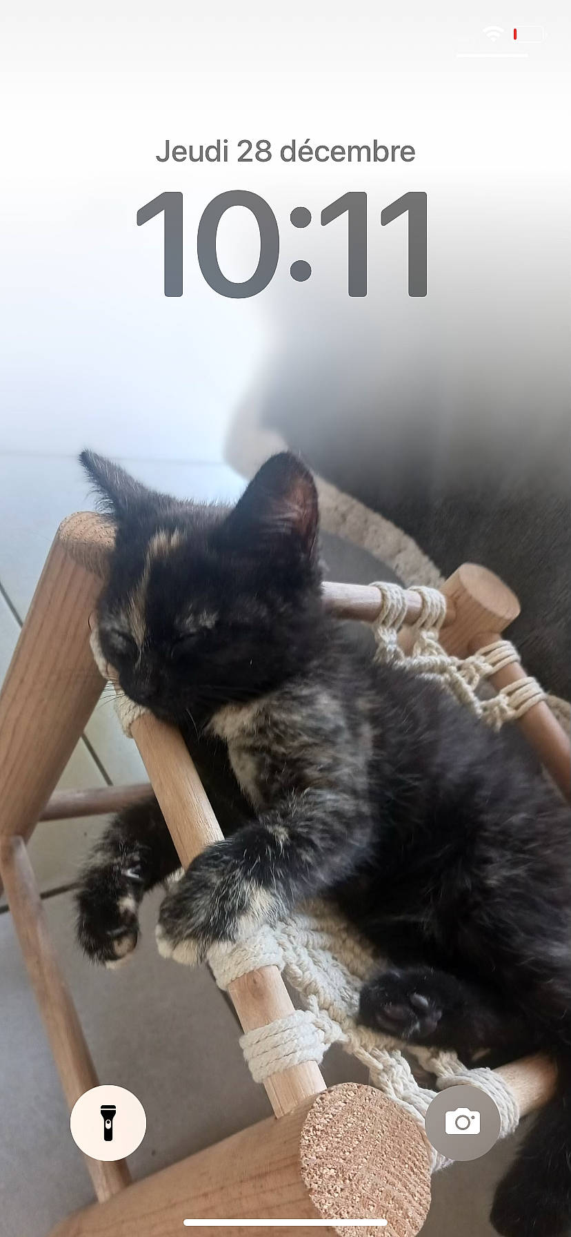 Noisette a rejoint le concours — aidez-le/la à gagner de superbes lots ! carnivore, cat, claw, comfort, domestic_short_haired_cat, felidae, font, fur, gesture, mammal, paw, photo_caption, sitting, small_to_medium_sized_cats, snout, tail, terrestrial_animal, whiskers