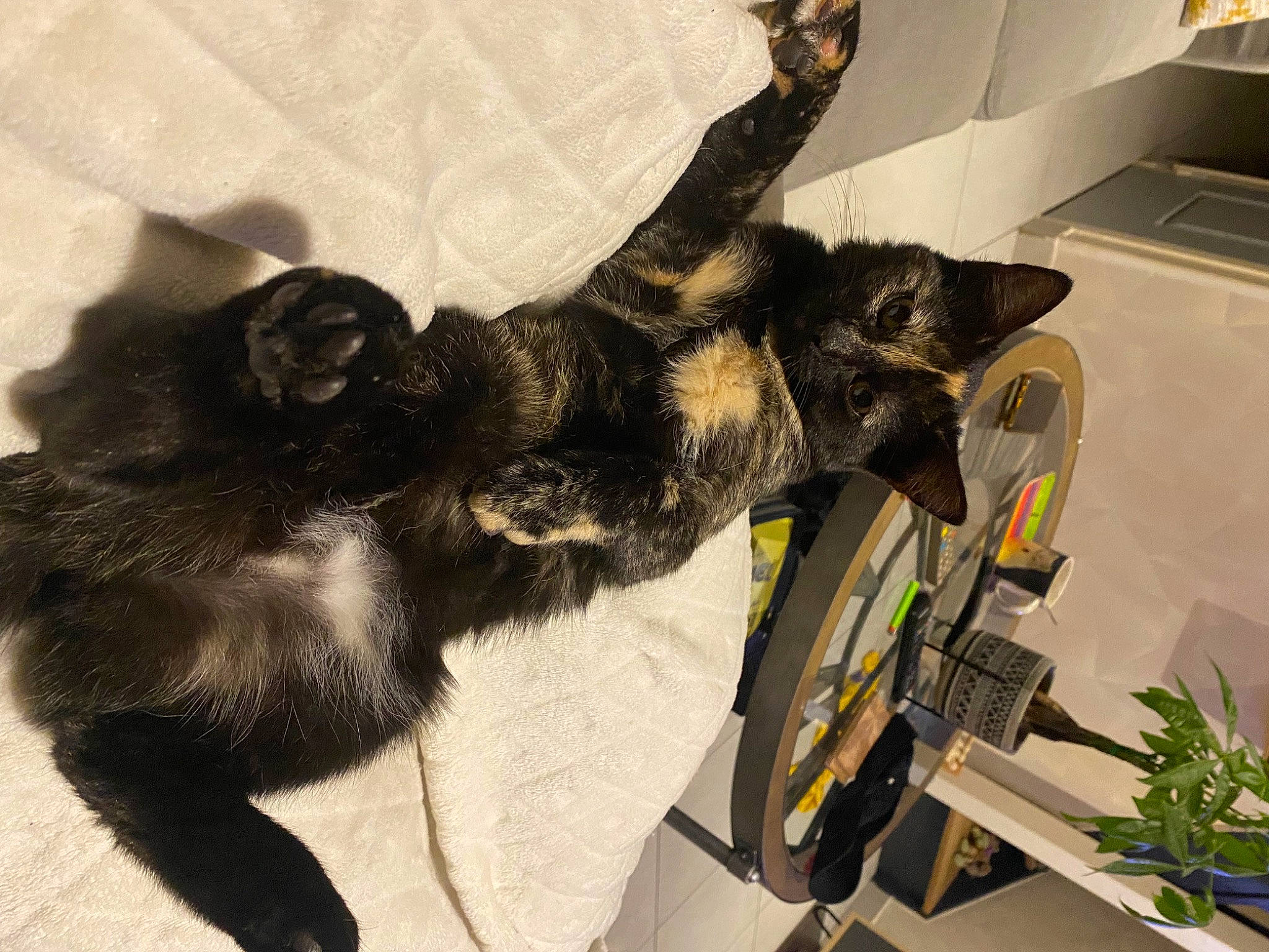 Noisette a rejoint le concours — aidez-le/la à gagner de superbes lots ! black_cat, carnivore, cat, claw, comfort, dog_breed, domestic_short_haired_cat, felidae, flooring, fur, houseplant, paw, plant, room, small_to_medium_sized_cats, tail, whiskers