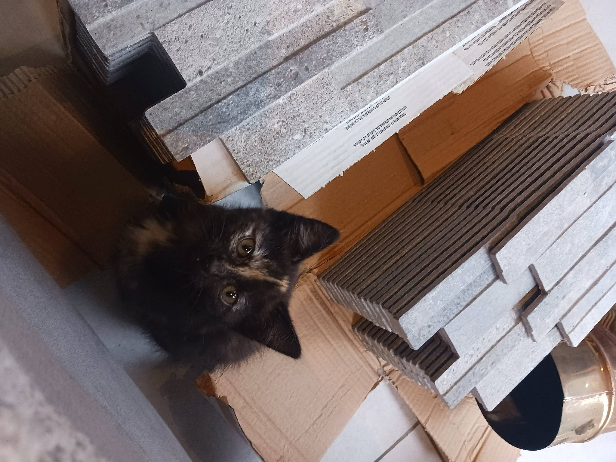 Noissette a rejoint le concours — aidez-le/la à gagner de superbes lots ! black_cat, carnivore, cat, claw, domestic_short_haired_cat, felidae, floor, flooring, fur, hardwood, lumber, musical_instrument, plywood, room, small_to_medium_sized_cats, tail, tile, whiskers, wood, wood_stain