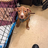 Wynter joined the competition — help win amazing prizes! animal, blanket, brown, crate, cute, dog, ears, floor, harness, home, indoor, leash, looking_up, paw, pet, pet_care, puppy, shoe, tile, young