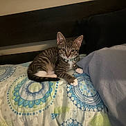 Sandstorm is registered to the contest to win money with this photo: abyssinian, animal, bed, bedroom, blanket, cat, couch, cushion, dormroom, furniture, homedecor, indoors, kitten, linen, manx, person, pet, quilt, room, sleeping