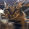 animal, bedspread, cat, close_up, cozy, cute, domestic_cat, ears, feline, fluffy, fur, green_eyes, indoor, looking_at_camera, pet, portrait, resting, soft_texture, tabby, whiskers
