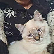Alpha a rejoint le concours — aidez-le/la à gagner de superbes lots ! cat, person, sweater, indoor, cozy, fluffy, blue_eyes, knitwear, portrait, pet, close_up, comfort, animal, feline, warm, snuggle, casual, home, relaxation, domestic