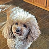 Noodle is registered to the contest to win money with this photo: dog, poodle, curly_fur, pet, indoor, floor, tile, wooden_cabinet, brown, cute, animal, small_dog, looking_up, fur, ears, nose, tail, sunlight, home, adorable