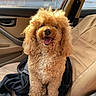 Noodle joined the competition — help win amazing prizes! dog, poodle, curly_fur, car_interior, car_seat, jacket, sunlight, happy, pet, animal, tongue_out, fluffy, smiling, seatbelt_buckle, beige_seat, window, door_handle, vehicle, indoor, fur