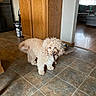 dog, canine, pet, indoor, kitchen, tile_floor, wooden_cabinets, refrigerator, chew_toy, animal, curly_fur, brown_dog, tail_wagging, floor, food_bowl, mat, living_room, furniture, window, daylight