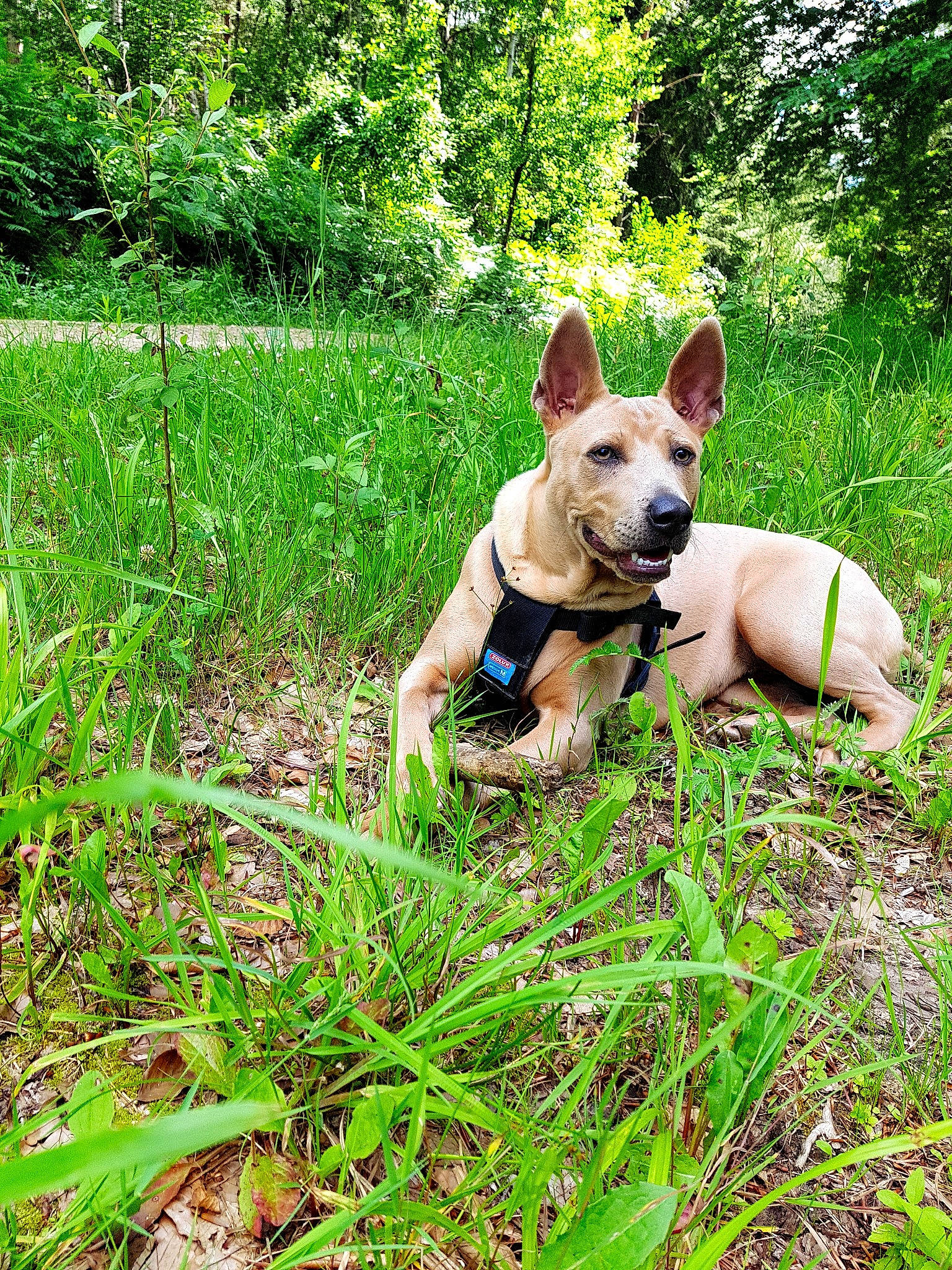 Noisette participe au concours pour gagner de l'argent avec cette photo : adventure, canidae, carnivore, carolina_dog, dog, dog_breed, fawn, forest, grass, jungle, mammal, non_sporting_group, plant, plant_community