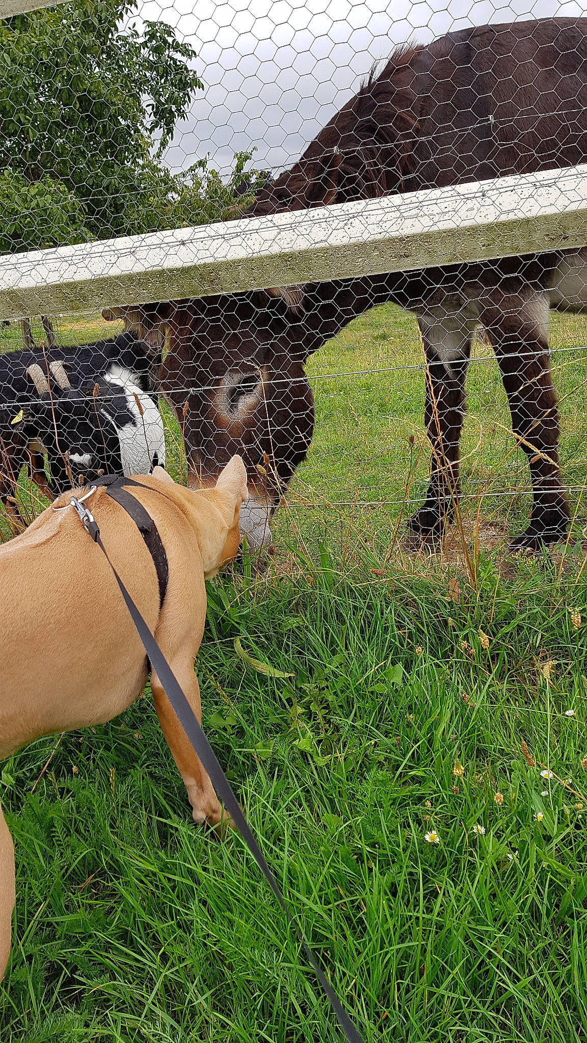Noisette a rejoint le concours — aidez-le/la à gagner de superbes lots ! canidae, farm, fawn, fodder, grass, grass_family, grassland, grazing, meadow, pasture, plant, rural_area, wildlife, working_animal