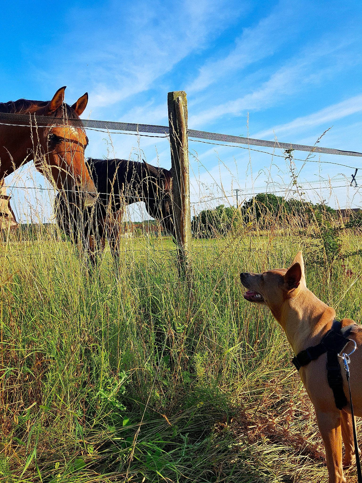 Noisette a rejoint le concours — aidez-le/la à gagner de superbes lots ! bovine, canidae, cloud, farm, fawn, fence, field, grass, grassland, grazing, mammal, meadow, mountain, pasture, plant, ranch, rural_area, sky, vertebrate, wire_fencing