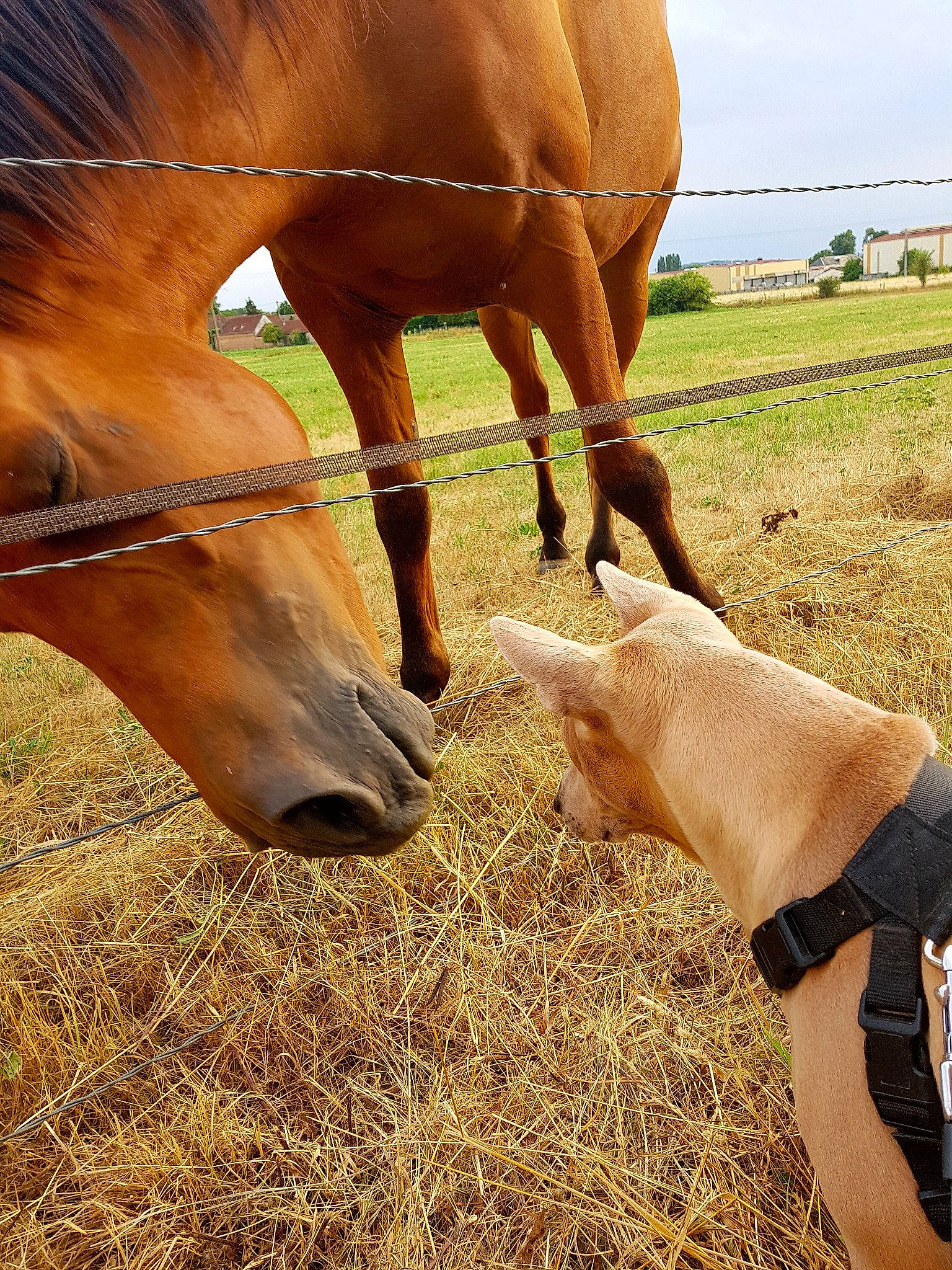 Noisette participe au concours pour gagner de l'argent avec cette photo : bridle, grass, grazing, halter, hay, horse, horse_tack, liver, livestock, mammal, mane, mare, mustang_horse, pasture, plant, rein, snout, sorrel, stallion, vertebrate