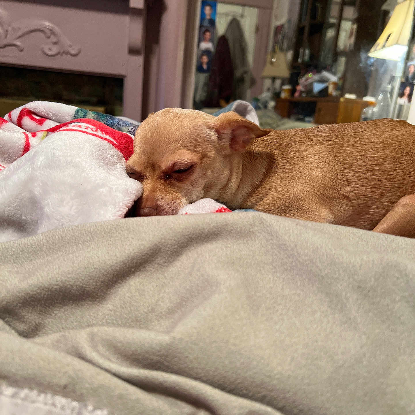 Posey joined the competition — help win amazing prizes! adult, animal, bed, blanket, bulldog, canine, chihuahua, couch, dog, female, furniture, homedecor, hound, indoors, linen, person, pet, puppy, shelf, woman