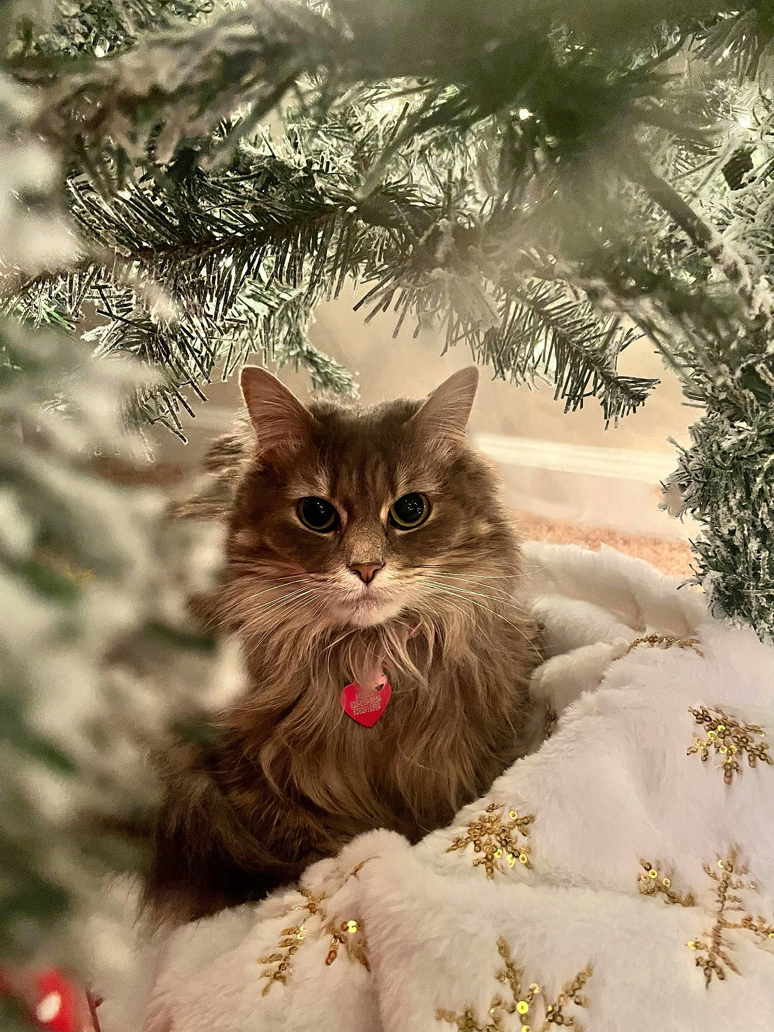 Meela is registered to the contest to win money with this photo: branch, carnivore, cat, christmas_ornament, christmas_tree, conifer, domestic_short_haired_cat, event, fawn, felidae, fur, grass, happy, small_to_medium_sized_cats, snout, tree, twig, whiskers, winter, wood