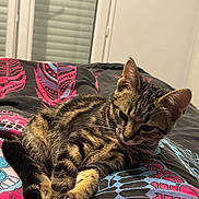 Ariel a rejoint le concours — aidez-le/la à gagner de superbes lots ! kitten, tabby, cat, bed, blanket, indoor, resting, animal, pet, fur, whiskers, ears, paw, sleepy, cozy, patterned, colorful, window, blinds, domestic