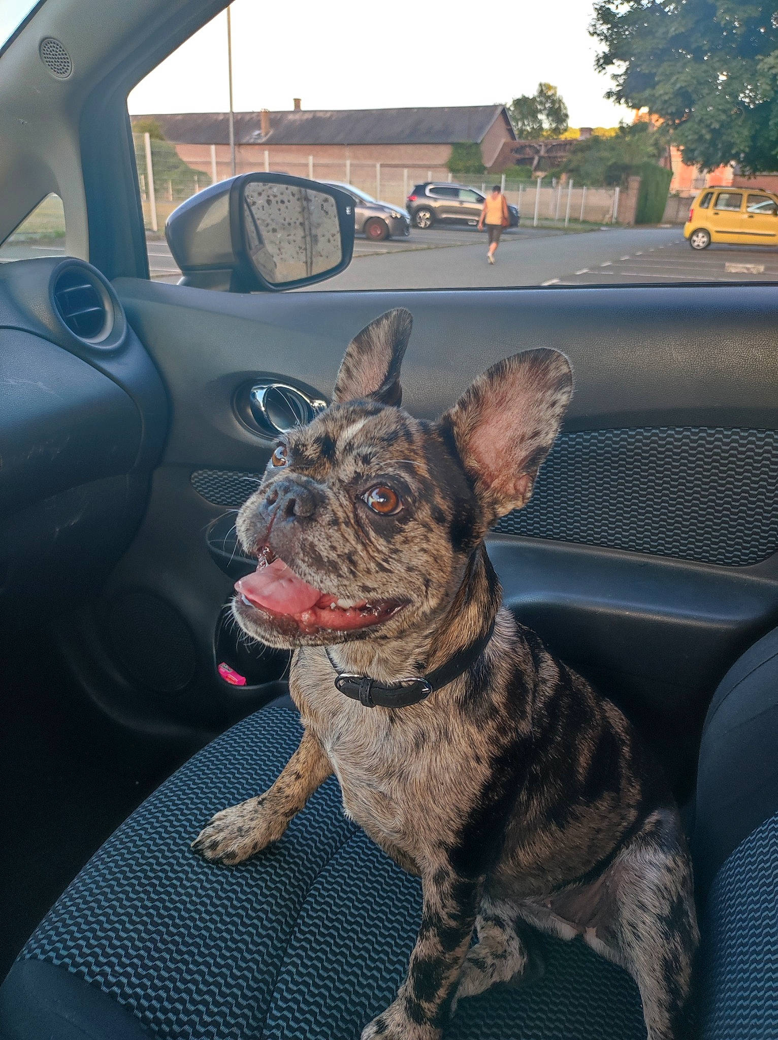 Karma a rejoint le concours — aidez-le/la à gagner de superbes lots ! auto_part, automotive_exterior, car, carnivore, collar, companion_dog, dog, dog_breed, dog_collar, family_car, fawn, mirror, motor_vehicle, sky, snout, tree, vehicle, vehicle_door, windshield, working_animal