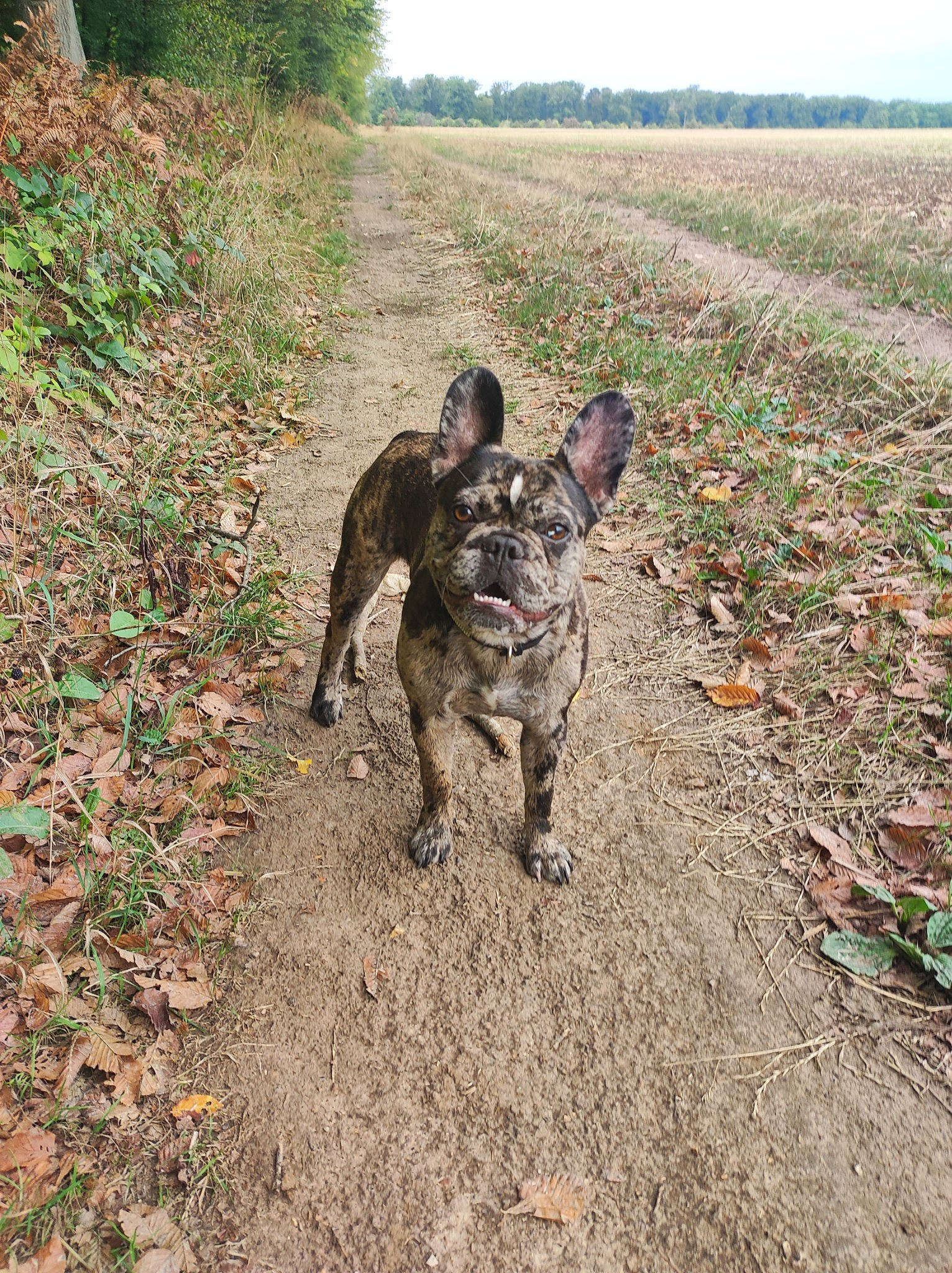 Karma participe au concours pour gagner de l'argent avec cette photo : carnivore, dog, dog_breed, fawn, grass, hunting_dog, leash, non_sporting_group, plant, sky, soil, sporting_group, tail, terrestrial_animal, tree, working_animal, working_dog