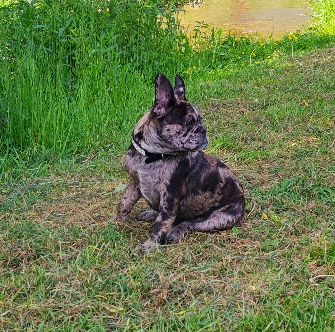 Karma participe au concours pour gagner de l'argent avec cette photo : canidae, carnivore, companion_dog, dog, dog_breed, domestic_short_haired_cat, felidae, grass, groundcover, guard_dog, non_sporting_group, plant, small_to_medium_sized_cats, soil, tail, terrestrial_animal, whiskers, wolf, working_animal