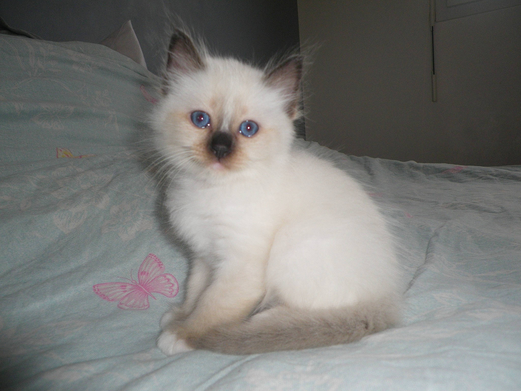 Belle a rejoint le concours — aidez-le/la à gagner de superbes lots ! balinese, carnivore, cat, claw, companion_dog, dog_breed, domestic_short_haired_cat, fawn, felidae, fur, paw, siamese, sitting, small_to_medium_sized_cats, snout, tail, terrestrial_animal, tonkinese, whiskers