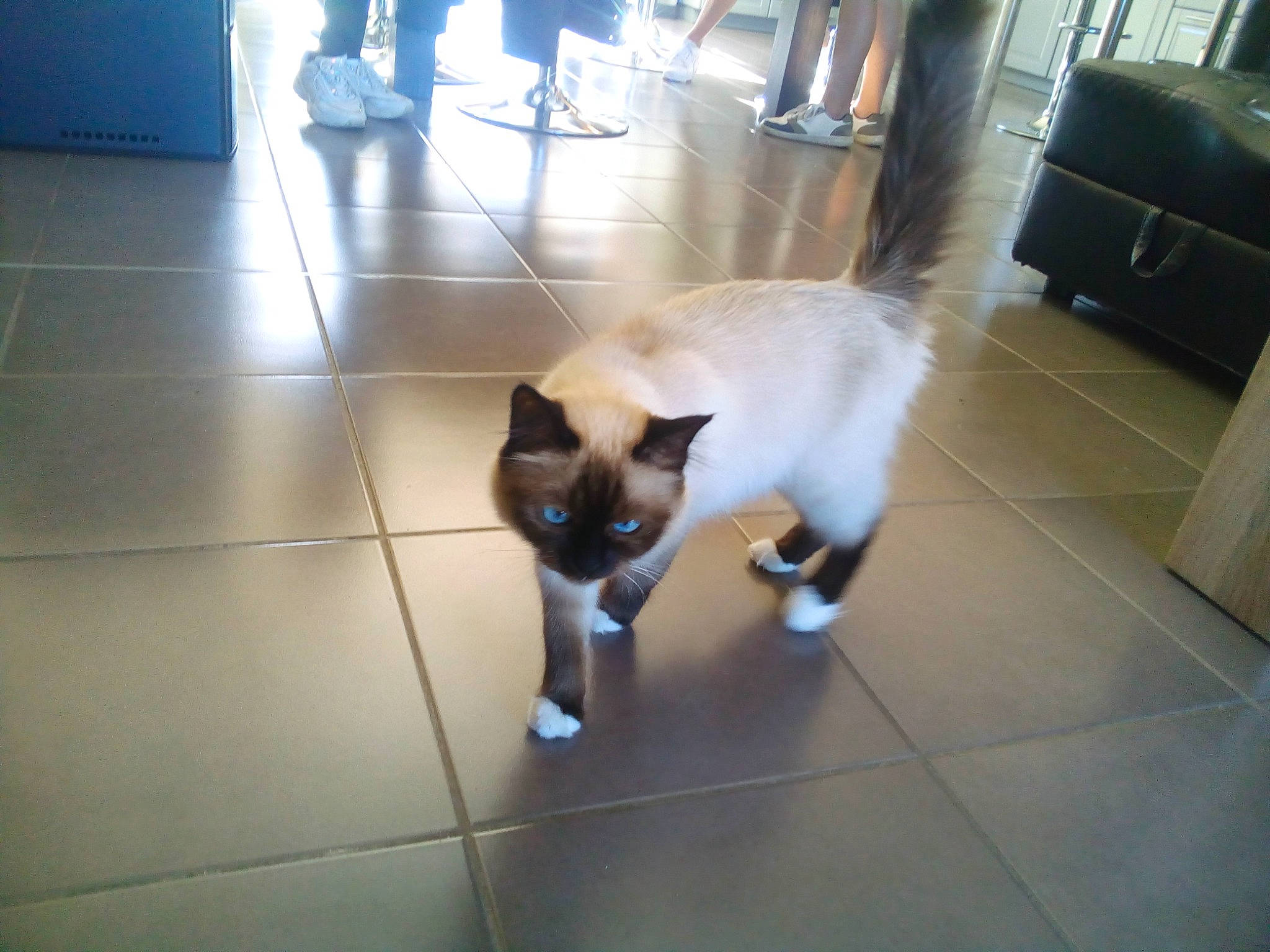 Belle a rejoint le concours — aidez-le/la à gagner de superbes lots ! canidae, carnivore, cat, companion_dog, dog_breed, fawn, felidae, floor, flooring, fur, hardwood, siamese, small_to_medium_sized_cats, snout, sporting_group, tail, thai, tile_flooring, whiskers, wood