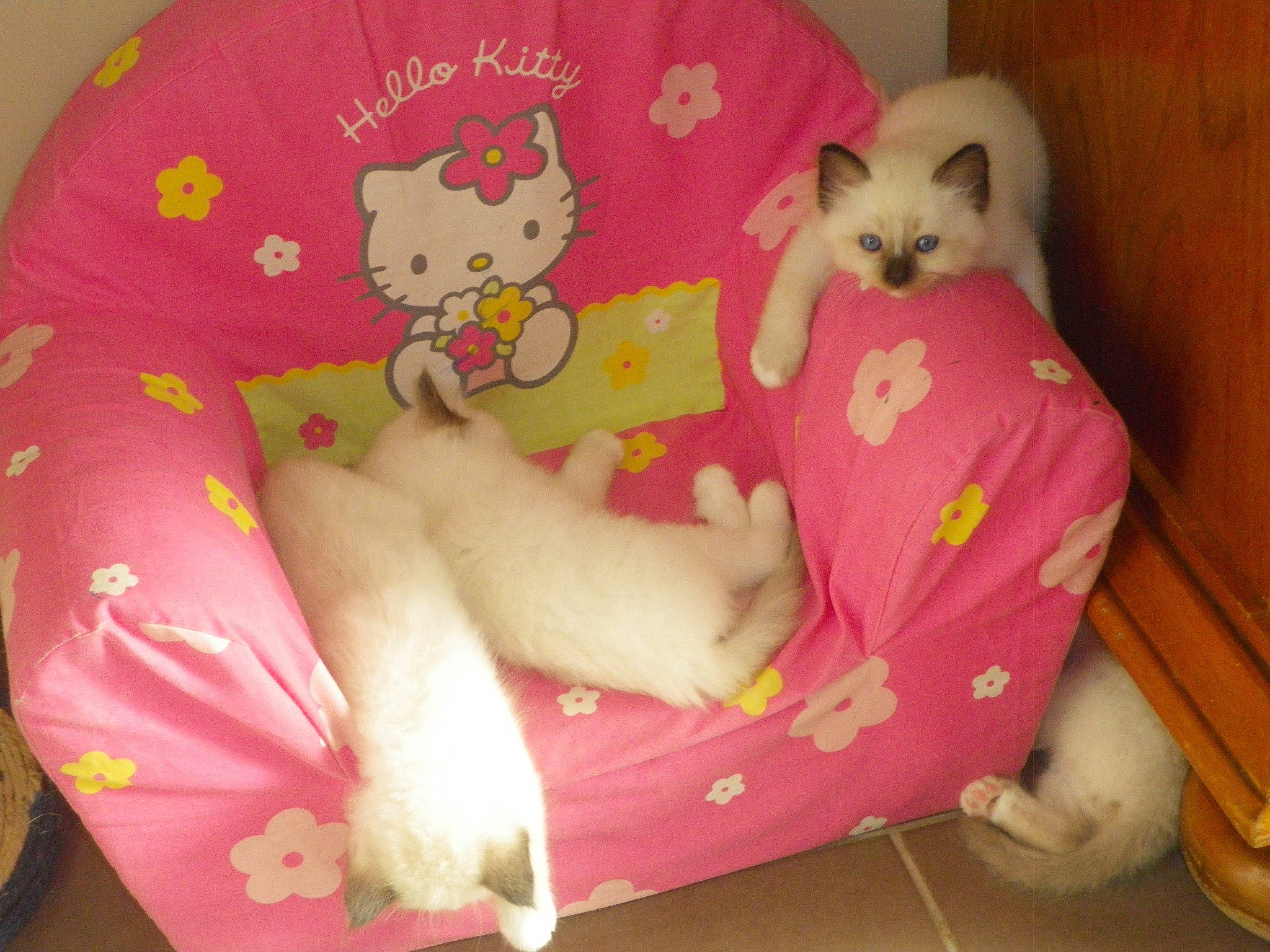 Belle a rejoint le concours — aidez-le/la à gagner de superbes lots ! baby_toys, carnivore, cat, cat_supply, child, comfort, companion_dog, couch, fawn, felidae, linens, magenta, pet_supply, pink, plush, small_to_medium_sized_cats, stuffed_toy, tail, textile, toy