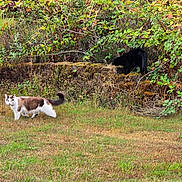 Enders joined the competition — help win amazing prizes! cat, black_cat, brown_and_white_cat, grass, garden, plants, greenery, stone_steps, moss, outdoor, nature, foliage, wild_plants, animal, pet, curious, walking, exploring, daytime, field