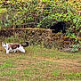 cat, black_cat, brown_and_white_cat, grass, garden, plants, greenery, stone_steps, moss, outdoor, nature, foliage, wild_plants, animal, pet, curious, walking, exploring, daytime, field