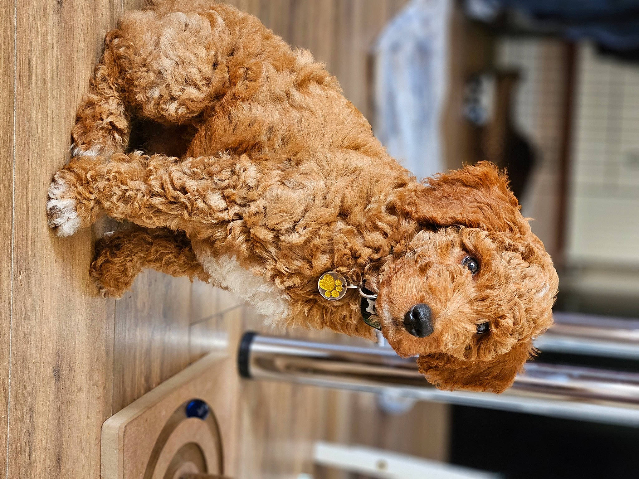 Barkley joined the competition — help win amazing prizes! companion_dog, fawn, fur, hardwood, livestock, metal, sheep, shelf, snout, sporting_group, stuffed_toy, teddy_bear, toy, wood, wool, working_animal